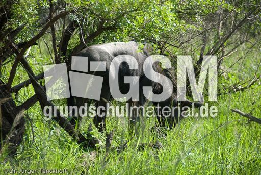 Gnus (16 von 22).jpg